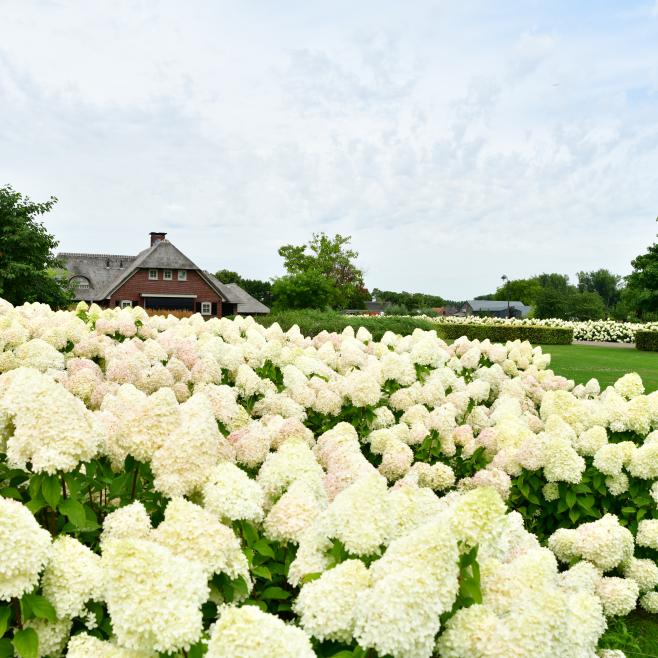 Grote tuin met pluimhortenisia's